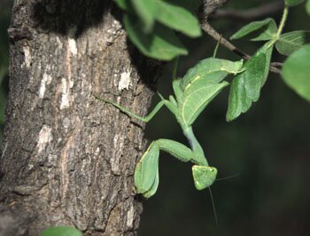 Mantis.jpg